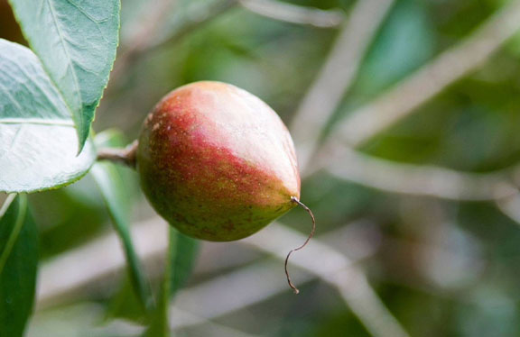 ミネラル豊富な植物由来成分